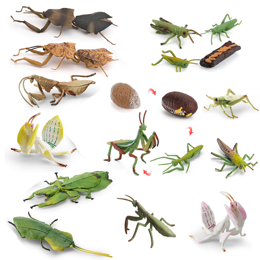 Orchid Kids Education - Realistic Orchid Mantis Dead Leaf Mantis
