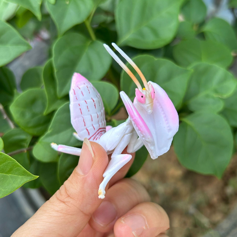 Realistic Animal Toy Model Pin - Orchid Kids Education 评论和价格