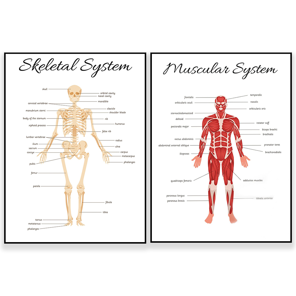 SKELETAL SYSTEM •   Educationa - Kids Education System 评论和价格
