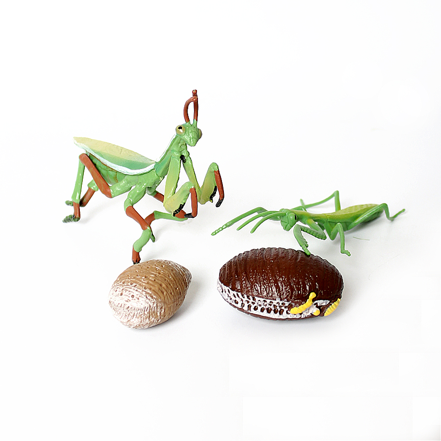 Realistic Orchid Mantis Dead L - Orchid Kids Education 评论和价格